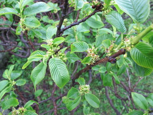 Rhamnus imeretina (Rhamnus imeretina)