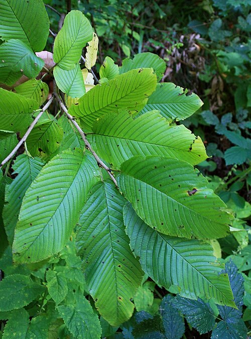 Rhamnus imeretina: Rhamnus imeretina , Kreuzdorngewächse (Rhamnaceae) – Georgien/საქართველო: Kleiner Kaukasus, ca. 3,5 km SE Akhaldaba/ახალდაბა, ca. 870 m s.m.