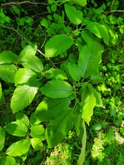Rhamnus imeretina (Rhamnus imeretina)