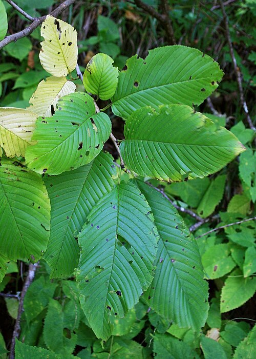 Rhamnus imeretina: Rhamnus imeretina , Kreuzdorngewächse (Rhamnaceae) – Georgien/საქართველო: Kleiner Kaukasus, ca. 3,5 km SE Akhaldaba/ახალდაბა, ca. 870 m s.m.