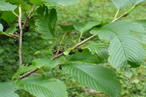 Rhamnus imeretina (Rhamnus imeretina)