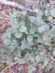 Rhamnus ludovici-salvatoris (Rhamnus ludovici-salvatoris)