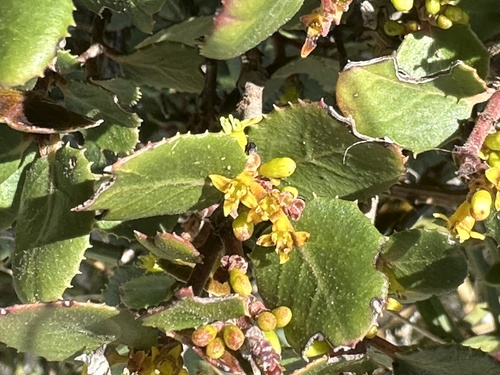Rhamnus ludovici-salvatoris (Rhamnus ludovici-salvatoris)