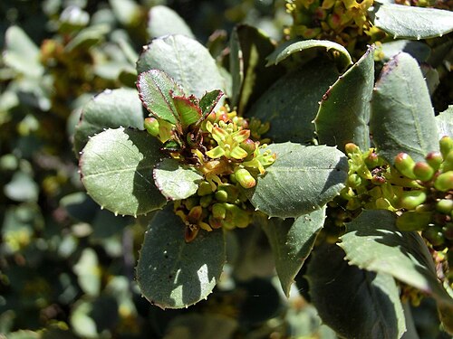 Rhamnus ludovici-salvatoris: Rhamnus ludovici-salvatoris . Mallorca, at Binifaldo.