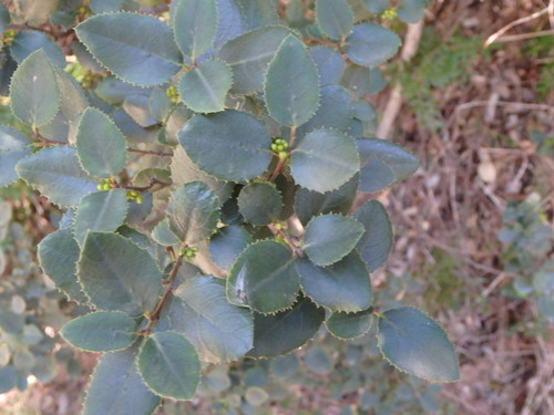Rhamnus ludovici-salvatoris (Rhamnus ludovici-salvatoris)
