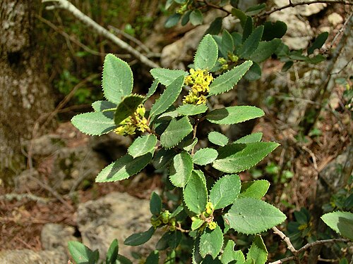 Rhamnus ludovici-salvatoris: Rhamnus ludovici-salvatoris . Mallorca, at Binifaldo.