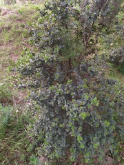 Rhamnus ludovici-salvatoris (Rhamnus ludovici-salvatoris)