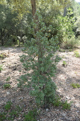 Rhamnus ludovici-salvatoris (Rhamnus ludovici-salvatoris)