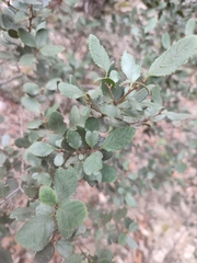 Rhamnus ludovici-salvatoris (Rhamnus ludovici-salvatoris)