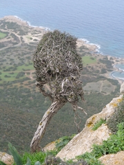 Black hawthorn (Rhamnus lycioides)