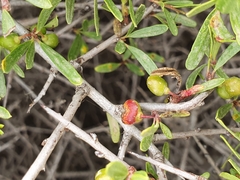 Black hawthorn (Rhamnus lycioides)