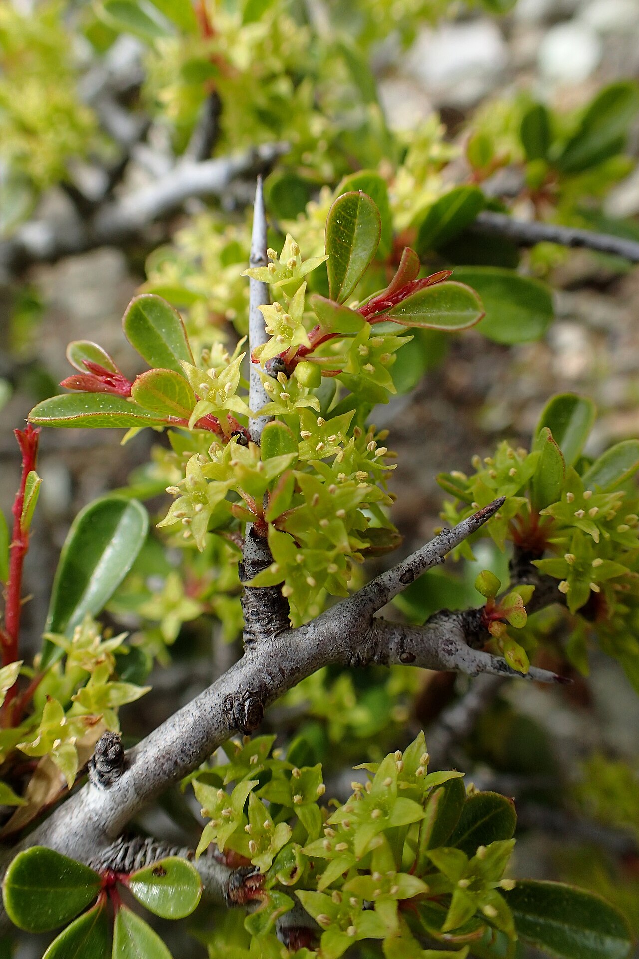Black hawthorn: Rhamnus lycioides subsp. graeca in Smigies on Akamas Peninsula, Cyprus