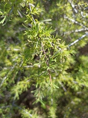 Black hawthorn (Rhamnus lycioides)