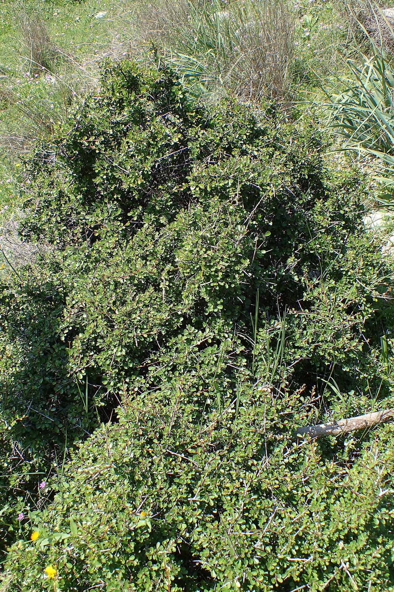 Black hawthorn: Rhamnus lycioides subsp. graeca in Avakas Gorge, Cyprus