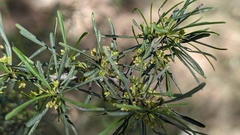 Black hawthorn (Rhamnus lycioides)