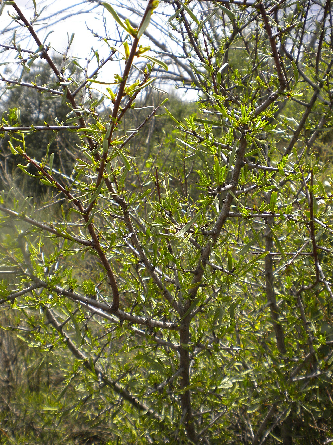 Black hawthorn: Rhamnus lycioides (black hawthorn). Family Rhamnaceae .