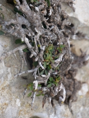 Black hawthorn (Rhamnus lycioides)