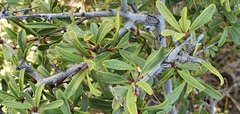 Black hawthorn (Rhamnus lycioides)