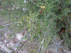Black hawthorn (Rhamnus lycioides)