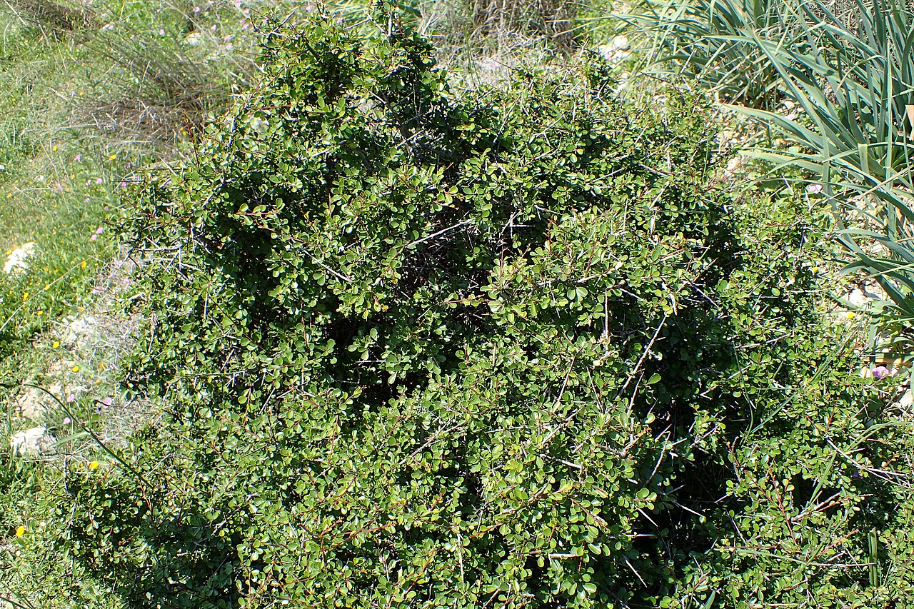 Black hawthorn: Rhamnus lycioides subsp. graeca in Avakas Gorge, Cyprus