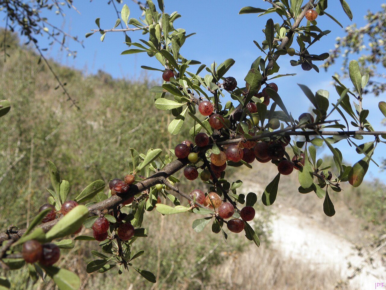 Black hawthorn: Rhamnus lycioides, Menashe hills אשחר ארץ-ישראלי, בגבעה מעל נחל סנין