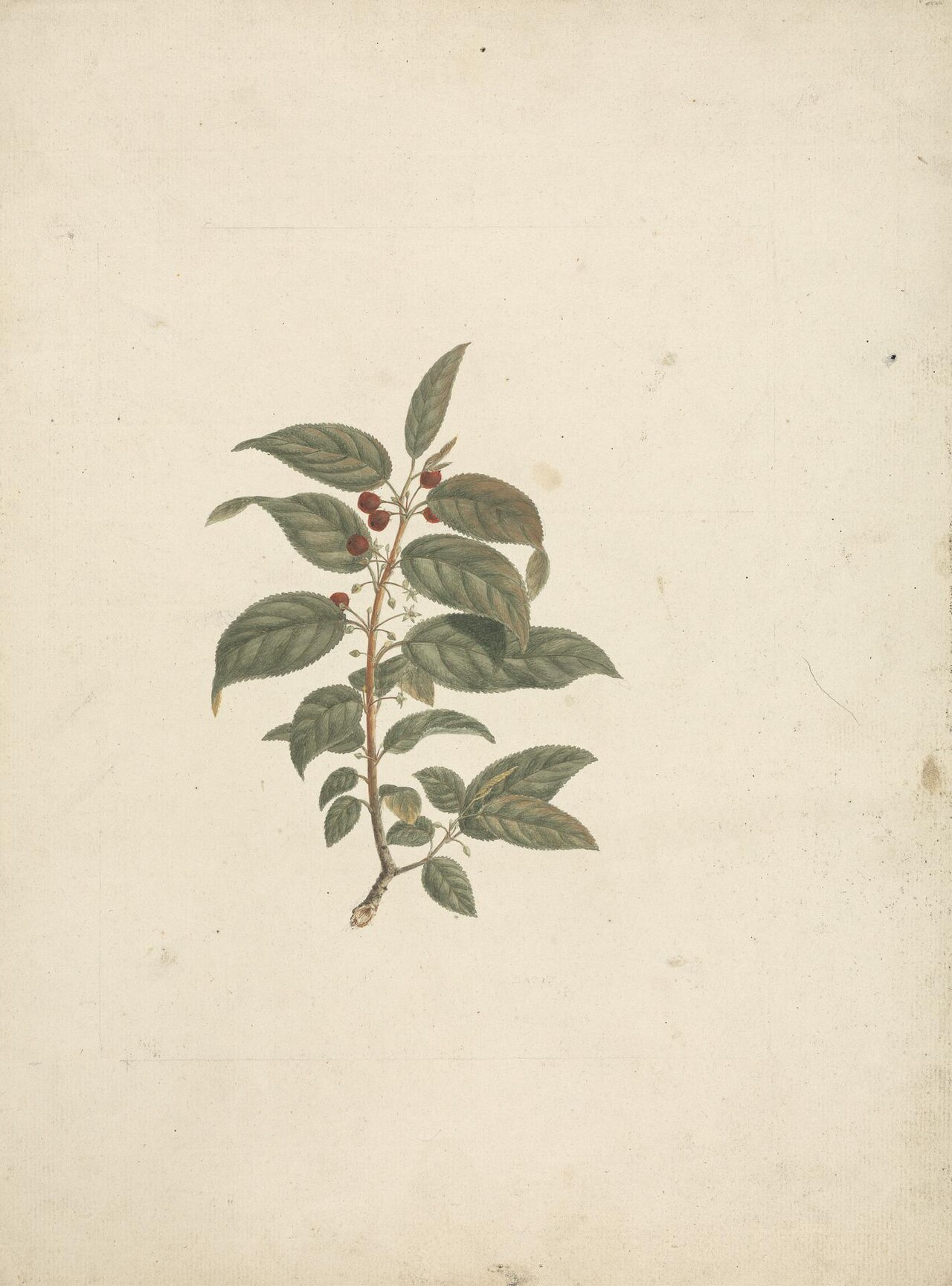Blinkblaar (Rhamnus prinoides)