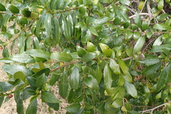 Blinkblaar (Rhamnus prinoides)