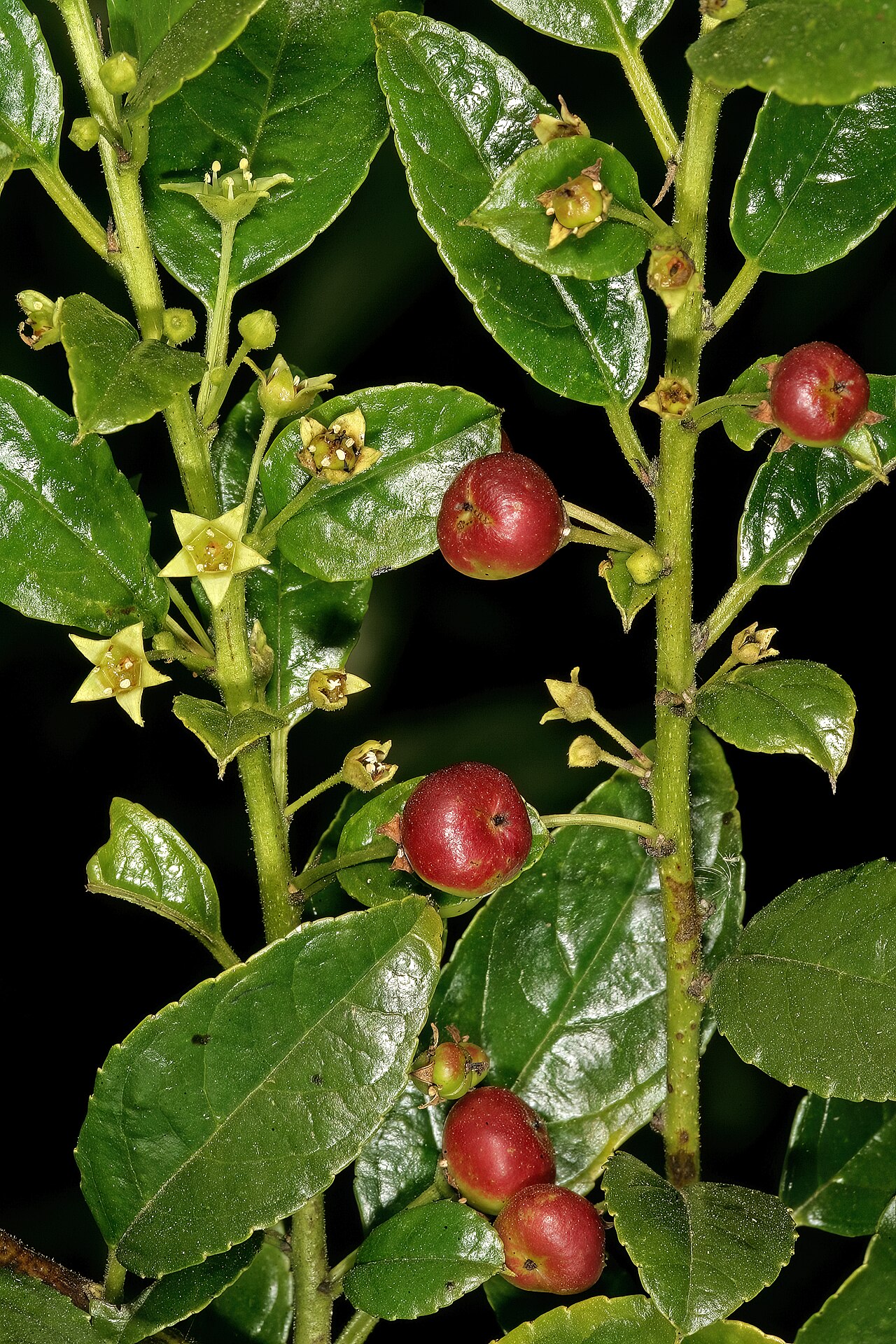 Blinkblaar: Rhamnus prinoides , developing fruit and flowers; Pretoria National Botanical Garden, Pretoria, Gauteng, South Africa