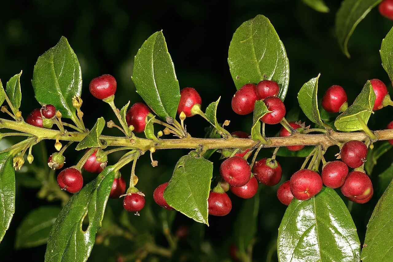 Blinkblaar: Rhamnus prinoides , developing fruit and flowers; Pretoria National Botanical Garden, Pretoria, Gauteng, South Africa