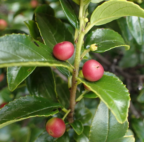 Blinkblaar (Rhamnus prinoides)
