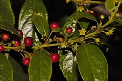 Blinkblaar (Rhamnus prinoides)