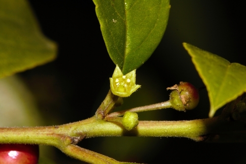 Blinkblaar (Rhamnus prinoides)