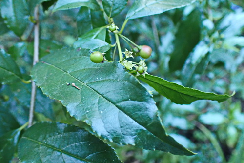 Blinkblaar (Rhamnus prinoides)