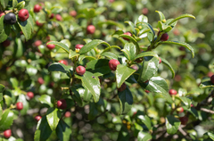 Blinkblaar (Rhamnus prinoides)