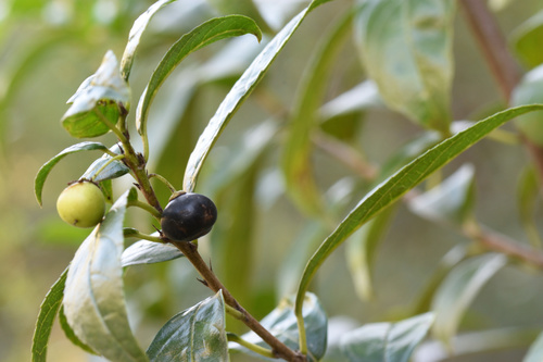 Blinkblaar (Rhamnus prinoides)
