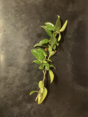Blinkblaar (Rhamnus prinoides)