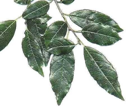 Blinkblaar: Rhamnus prinoides . I created this image and release it under GFDL licence. JMK 16:14, 21 March 2007