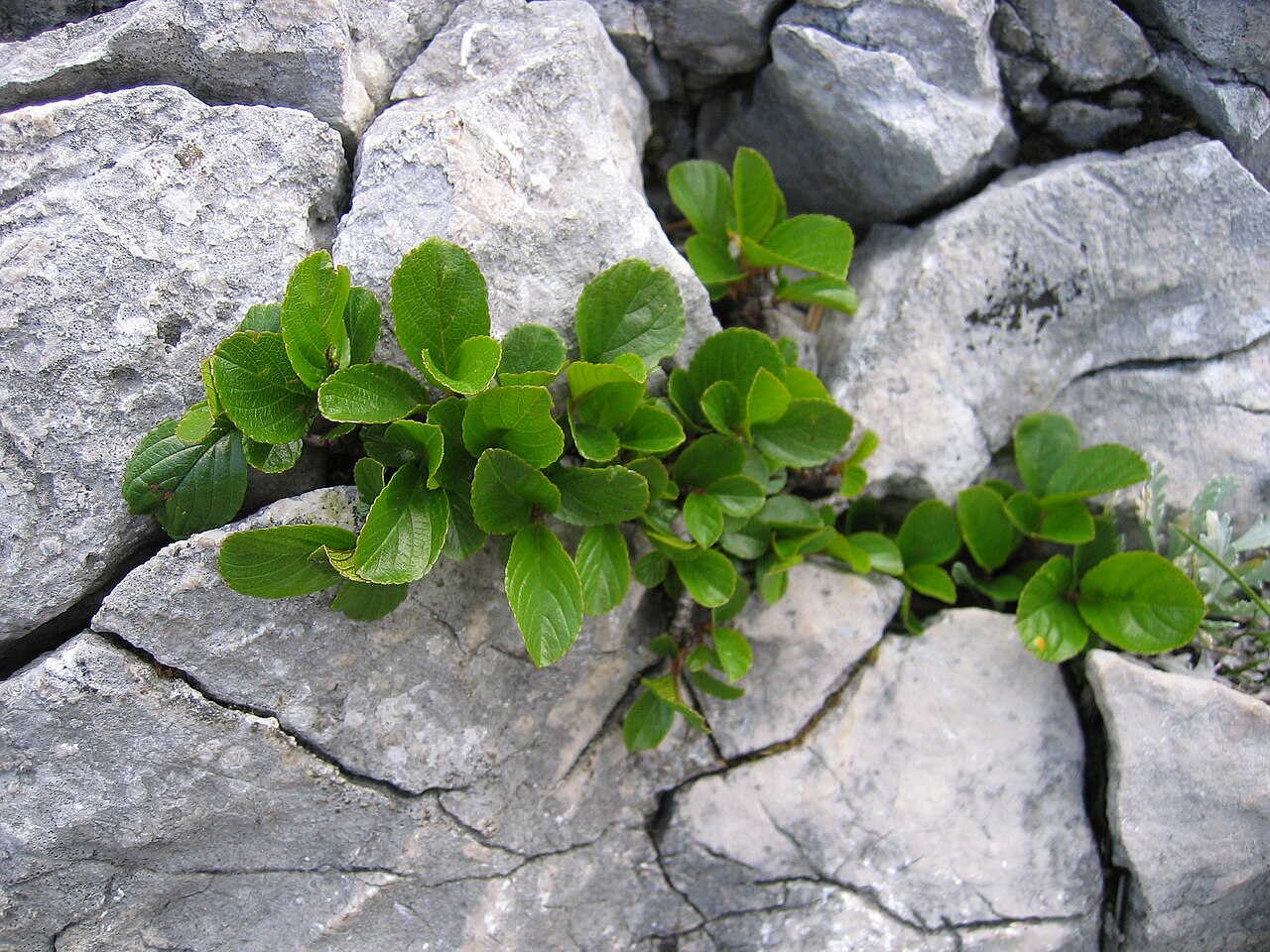 Rhamnus pumila: Rhamnus pumilla , Traunstein, Upper Austria, Austria