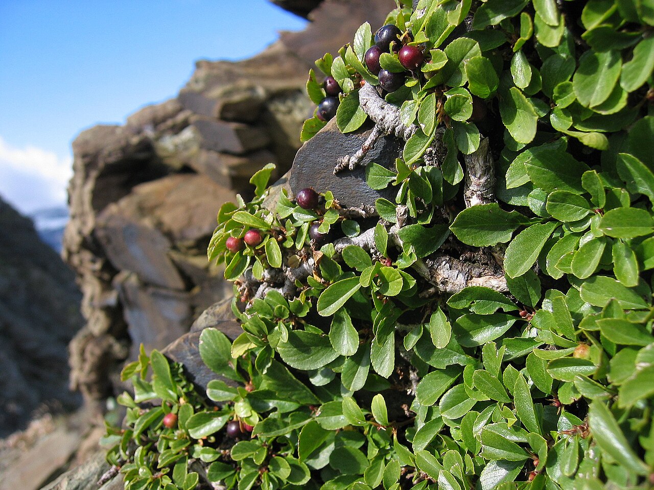 Rhamnus pumila: Rhamnus pumila , Near Summit of Piméné ~2700m, Pyrenees, France