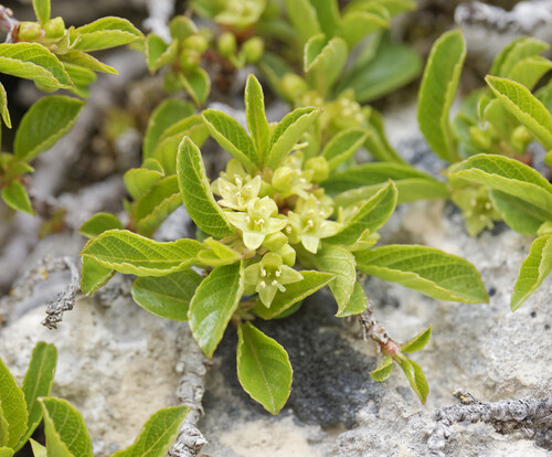 Rhamnus pumila (Rhamnus pumila)
