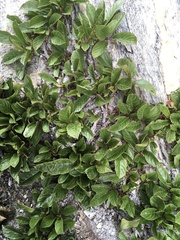 Rhamnus pumila (Rhamnus pumila)