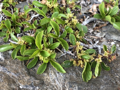 Rhamnus pumila (Rhamnus pumila)