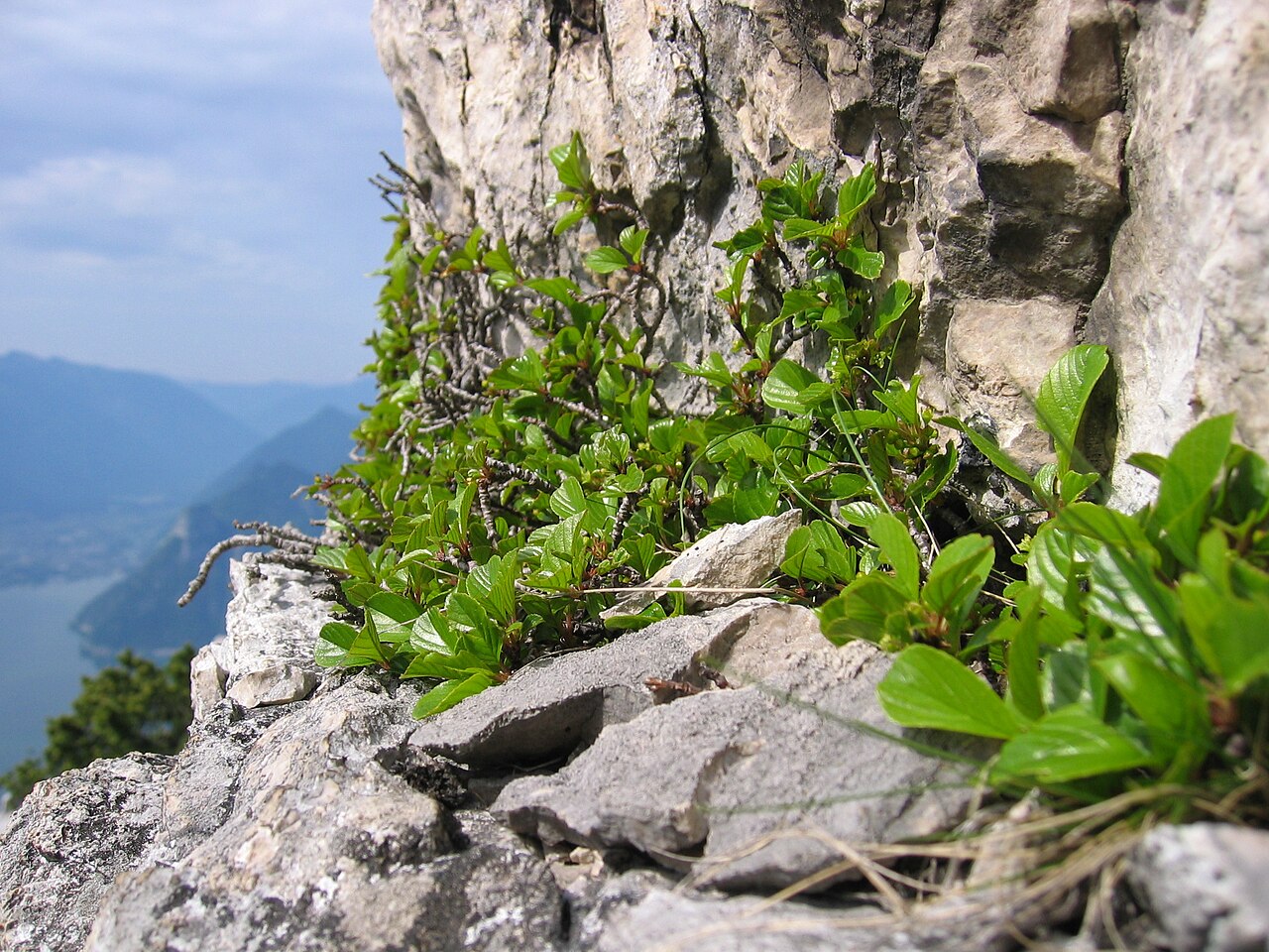 Rhamnus pumila: Rhamnus pumilla , Traunstein, Upper Austria, Austria