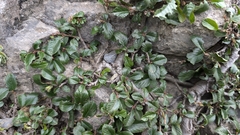 Rhamnus pumila (Rhamnus pumila)