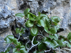Rhamnus pumila (Rhamnus pumila)