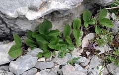 Rhamnus pumila (Rhamnus pumila)