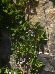 Rhamnus pumila (Rhamnus pumila)