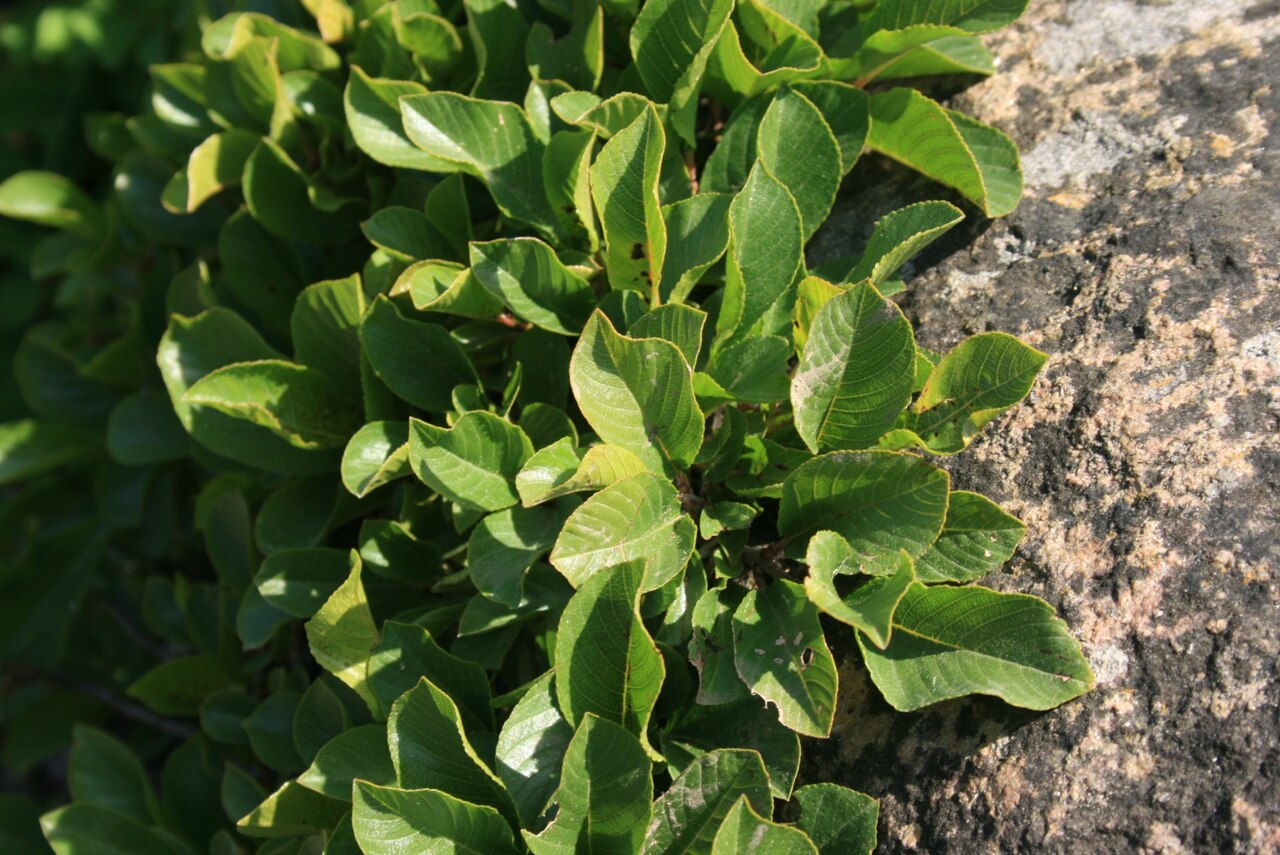 Rhamnus pumila: Rhamnus pumila : Habitus. Botanical Garden, Århus, Denmark.