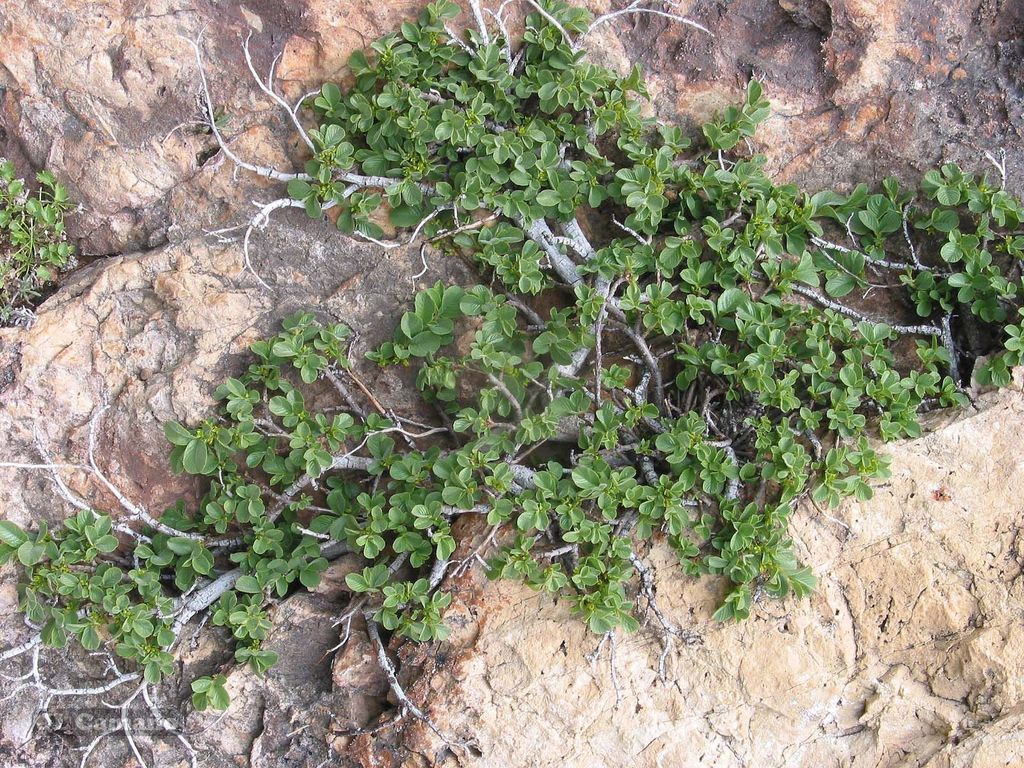 Rhamnus pumila (Rhamnus pumila)