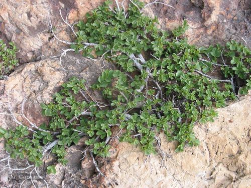 Rhamnus pumila (Rhamnus pumila)